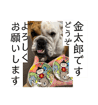 大好き金太郎ごー（個別スタンプ：31）
