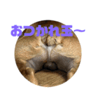 大好き金太郎ごー（個別スタンプ：32）
