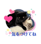猫愛スタンプ  ❸（個別スタンプ：2）