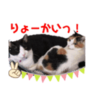 猫愛スタンプ  ❸（個別スタンプ：5）