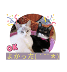 猫愛スタンプ  ❸（個別スタンプ：6）