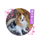 ぱぴぱぴパピヨン50（個別スタンプ：5）
