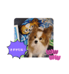 ぱぴぱぴパピヨン50（個別スタンプ：12）