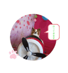 ぱぴぱぴパピヨン50（個別スタンプ：16）