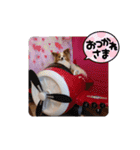 ぱぴぱぴパピヨン50（個別スタンプ：17）