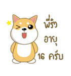 柴犬②（タイ語通訳）（個別スタンプ：20）