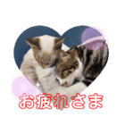 猫愛スタンプ  ❶（個別スタンプ：1）