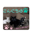 猫愛スタンプ  ❶（個別スタンプ：4）