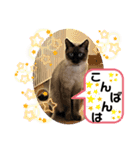 猫愛スタンプ  ❶（個別スタンプ：5）