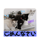 猫愛スタンプ  ❶（個別スタンプ：7）