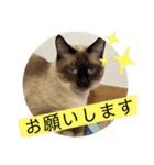 猫愛スタンプ  ❶（個別スタンプ：8）