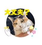 猫愛スタンプ  ❷（個別スタンプ：1）