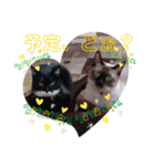 猫愛スタンプ  ❷（個別スタンプ：2）