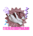 猫愛スタンプ  ❷（個別スタンプ：3）