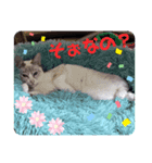 猫愛スタンプ  ❷（個別スタンプ：4）