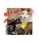 猫愛スタンプ  ❷（個別スタンプ：5）