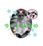 猫愛スタンプ  ❷（個別スタンプ：6）