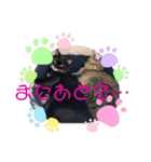 猫愛スタンプ  ❷（個別スタンプ：7）