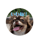 犬三昧ver12（個別スタンプ：1）