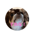 犬三昧ver12（個別スタンプ：2）