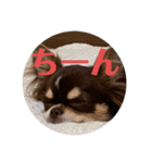 犬三昧ver12（個別スタンプ：3）