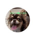 犬三昧ver12（個別スタンプ：4）