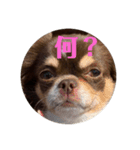 犬三昧ver12（個別スタンプ：6）