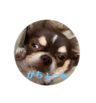 犬三昧ver12（個別スタンプ：7）