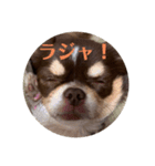 犬三昧ver12（個別スタンプ：8）
