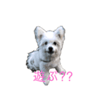 もふもふ珀君（個別スタンプ：2）