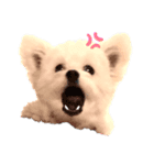 もふもふ珀君（個別スタンプ：3）