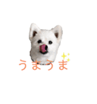 もふもふ珀君（個別スタンプ：5）