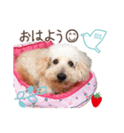 皆の宝物いちご（個別スタンプ：4）