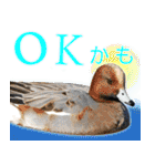 普段使いのカモ（鴨）スタンプですねぇ（個別スタンプ：1）