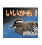 普段使いのカモ（鴨）スタンプですねぇ（個別スタンプ：2）