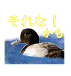 普段使いのカモ（鴨）スタンプですねぇ（個別スタンプ：3）