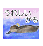 普段使いのカモ（鴨）スタンプですねぇ（個別スタンプ：4）