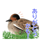 普段使いのカモ（鴨）スタンプですねぇ（個別スタンプ：5）