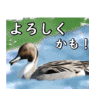 普段使いのカモ（鴨）スタンプですねぇ（個別スタンプ：6）