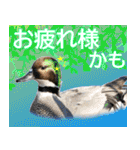 普段使いのカモ（鴨）スタンプですねぇ（個別スタンプ：7）