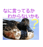普段使いのカモ（鴨）スタンプですねぇ（個別スタンプ：8）