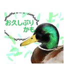 普段使いのカモ（鴨）スタンプですねぇ（個別スタンプ：9）