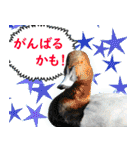 普段使いのカモ（鴨）スタンプですねぇ（個別スタンプ：10）