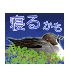 普段使いのカモ（鴨）スタンプですねぇ（個別スタンプ：11）