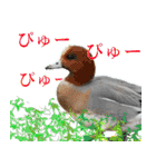 普段使いのカモ（鴨）スタンプですねぇ（個別スタンプ：13）