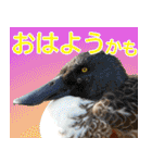 普段使いのカモ（鴨）スタンプですねぇ（個別スタンプ：17）