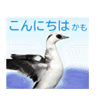 普段使いのカモ（鴨）スタンプですねぇ（個別スタンプ：18）