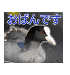 普段使いのカモ（鴨）スタンプですねぇ（個別スタンプ：19）