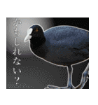 普段使いのカモ（鴨）スタンプですねぇ（個別スタンプ：20）
