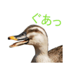 普段使いのカモ（鴨）スタンプですねぇ（個別スタンプ：21）